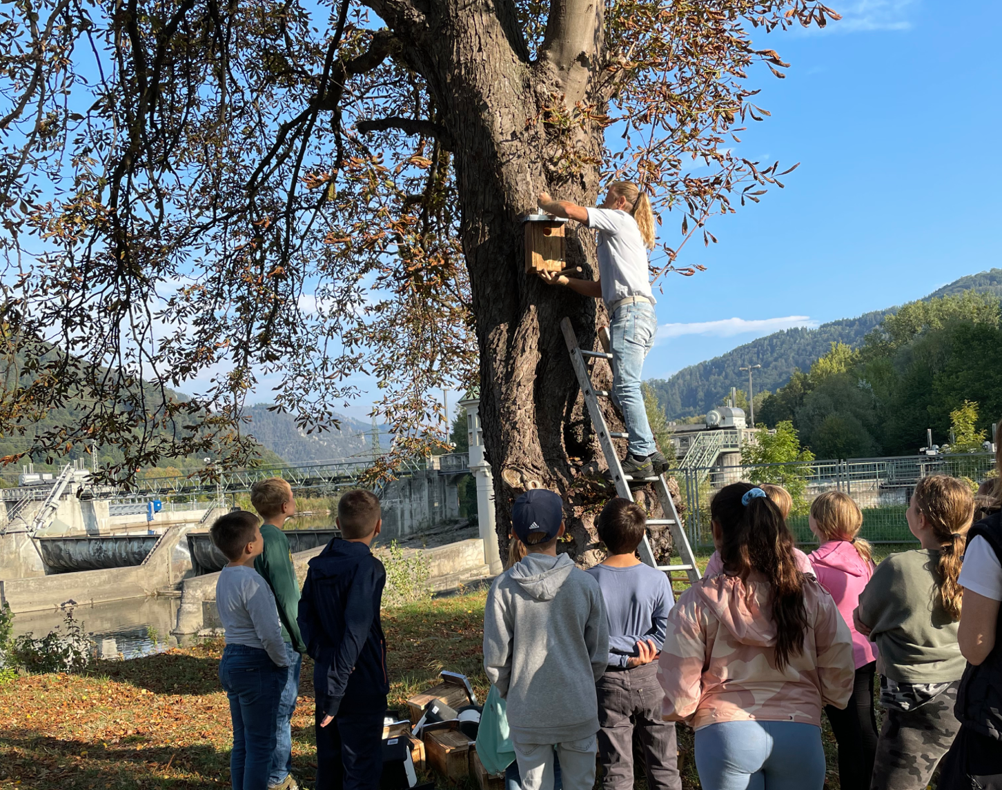 Schulkinder beobachten, wie ein Nistkasten für Vögel und Fledermäuse am Baum während einer Umweltschutzaktion im Rahmen des Baus des Kraftwerk Gratkorn installiert wird, um lokale Tierarten zu unterstützen.