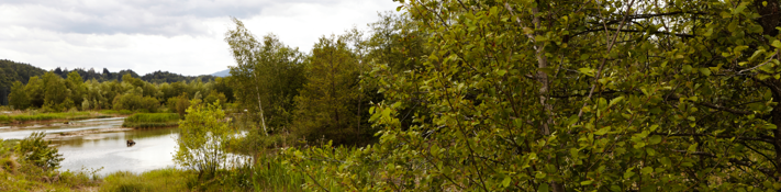 Bild eines Biotops, das durch eine natürliche Wasserfläche und umgebende Vegetation wie Bäume und Sträucher gekennzeichnet ist, unter einem bewölkten Himmel.